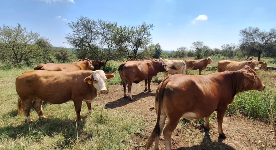 10 Bedroom Property for Sale in Swartruggens North West